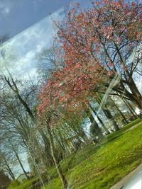 Low angle view of blooming tree