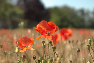 Close-up of red poppy flower on field