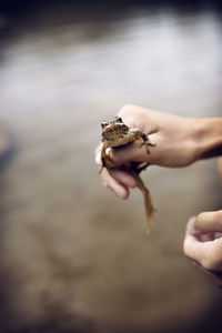 Cropped image of hand holding frog at lake