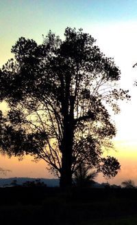 Silhouette of trees at sunset