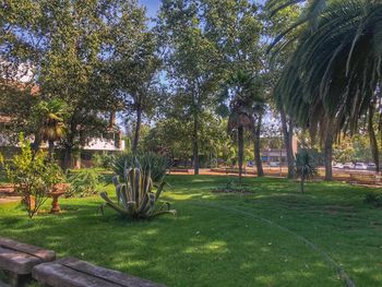 Trees and plants in park against sky