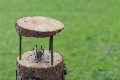 Close-up of mushroom growing on field