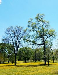 Trees on field against clear sky