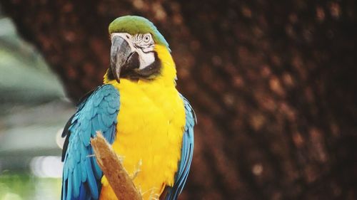 Close-up of parrot perching on yellow wall