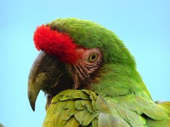 Close-up of parrot