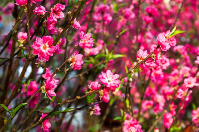 Close-up of pink flowers