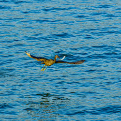 Duck swimming in lake