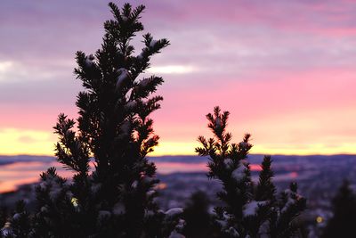 Silhouette of tree at sunset