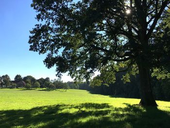 Trees on field against clear sky