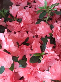 Full frame shot of pink flowering plant