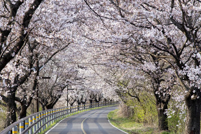 View of cherry