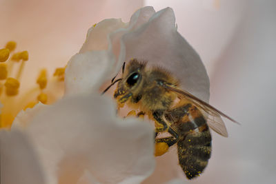 Close-up of bee pollinating on flower