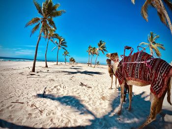 View of palm trees and camels on beach 