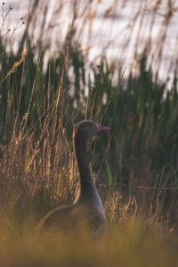 Side view of a bird on field