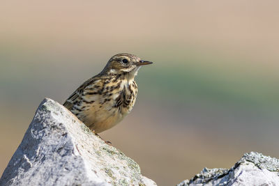 Close-up of bird perching on rock