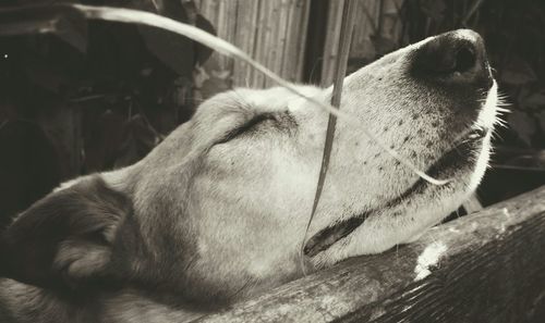 Close-up of cat