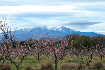 View of cherry blossom trees in mountains against sky