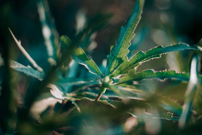 Close-up of fresh green plant on field