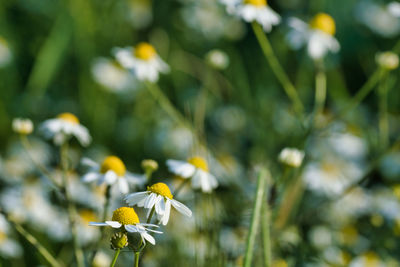Close-up of chamomile flowering plant on field