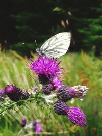 Close-up of butterfly pollinating on purple flower