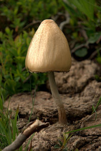 Close-up of mushroom