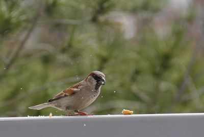 Close-up of sparrow perching on retaining wall