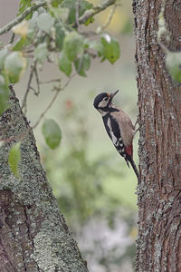 Bird perching on a tree