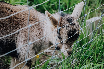 Goat standing by fence on field