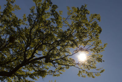 Low angle view of tree against sky