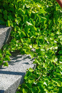High angle view of ivy growing on footpath