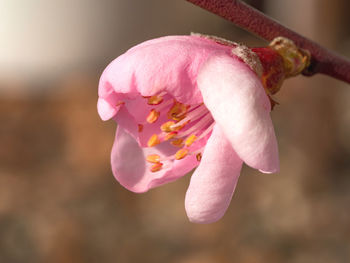 Close-up of pink flower