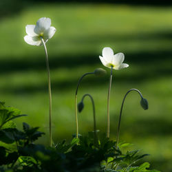 Close-up of white flowering plant on field