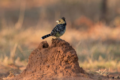 Bird perching on rock