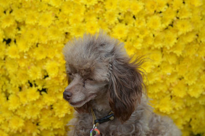 Brown toy poodle pup iwth a sweet expression.