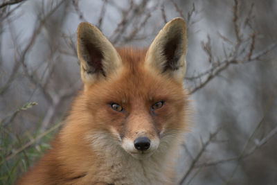 Close-up portrait of fox