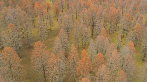 High angle view of pine trees in forest during autumn