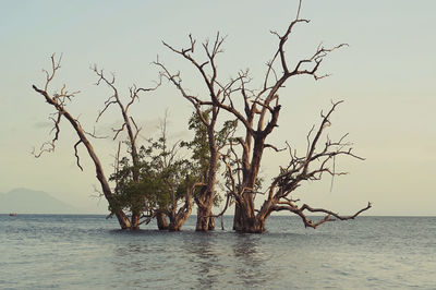 Bare tree by sea against sky