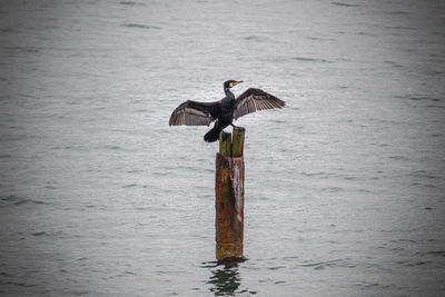 View of bird flying over sea