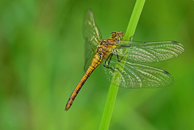 Close-up of dragonfly on leaf