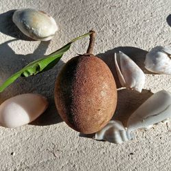 Close-up of food on table