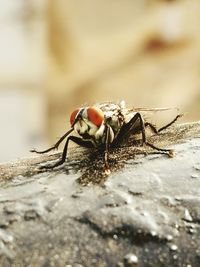 Close-up of insect