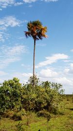Low angle view of flowering trees on field against sky