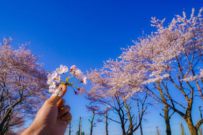 Cropped hand of woman holding cherry blossom against blue sky