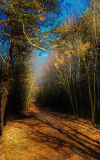 Trees in forest