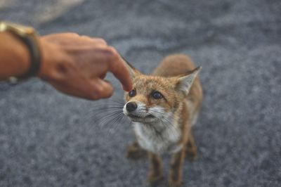 Close-up of fox on road