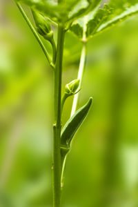 Close-up of fresh green plant