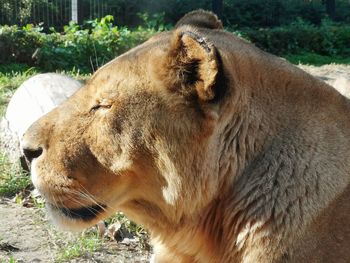 Close-up of lion