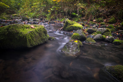 Stream flowing through rocks in forest