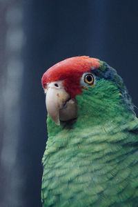 Close-up of parrot