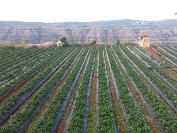 Tranquil scene of vineyard